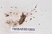 藏品(澤苔屬)的圖片